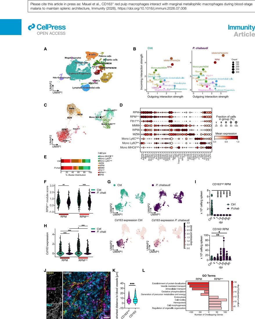 Figure 2 单细胞测序揭示CD163high红髓巨噬细胞亚群
