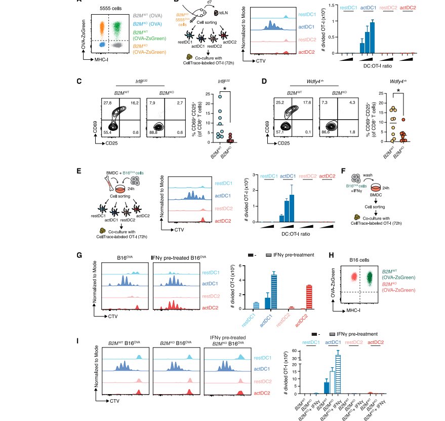 Figure 5 cDC1与cDC2分别通过交叉呈递和交叉披挂激活T细胞